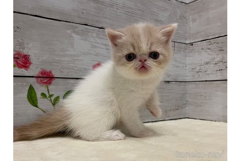 販売中の山梨県のエキゾチックショートヘア-118201の8枚目
