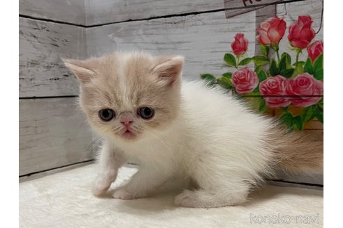 販売中の山梨県のエキゾチックショートヘア-118201の13枚目