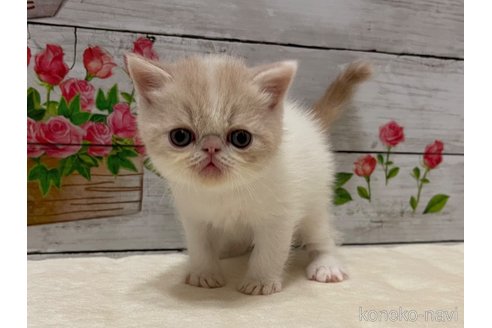 販売中の山梨県のエキゾチックショートヘア-118201の6枚目
