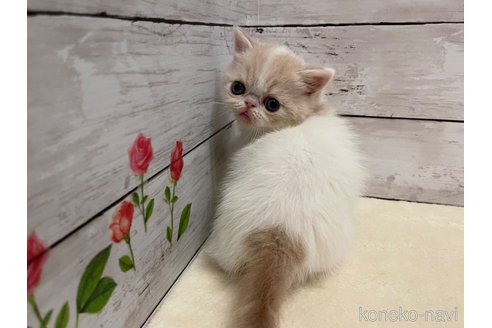 販売中の山梨県のエキゾチックショートヘア-118201の5枚目