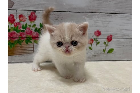販売中の山梨県のエキゾチックショートヘア-118201の11枚目