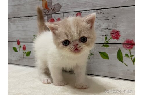 販売中の山梨県のエキゾチックショートヘア-118201の10枚目
