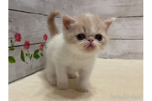 販売中の山梨県のエキゾチックショートヘア-118201の2枚目