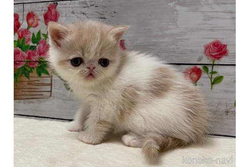 販売中の山梨県のエキゾチックショートヘア-118202の7枚目