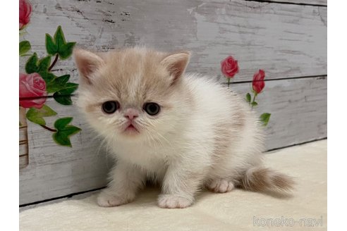 販売中の山梨県のエキゾチックショートヘア-118202の1枚目