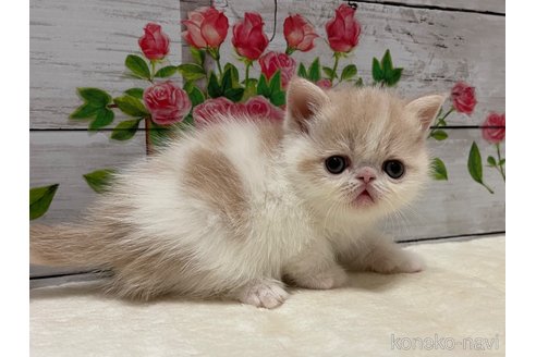 販売中の山梨県のエキゾチックショートヘア-118202の9枚目