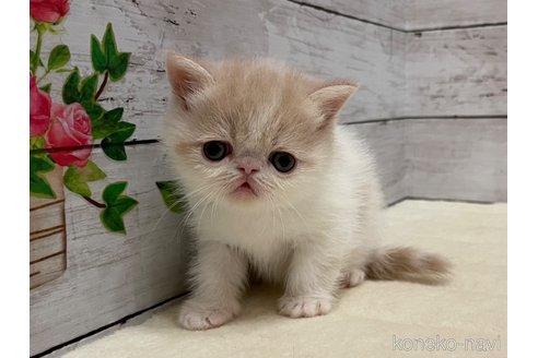 販売中の山梨県のエキゾチックショートヘア-118202の10枚目