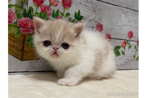 販売中の山梨県のエキゾチックショートヘア-118202の13枚目
