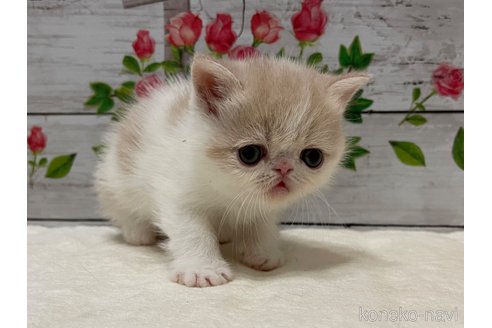 販売中の山梨県のエキゾチックショートヘア-118202の2枚目