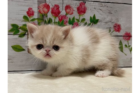 販売中の山梨県のエキゾチックショートヘア-118202の4枚目