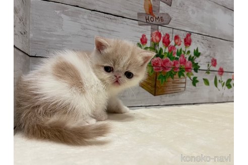 販売中の山梨県のエキゾチックショートヘア-118202の5枚目