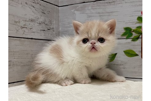 販売中の山梨県のエキゾチックショートヘア-118202の6枚目