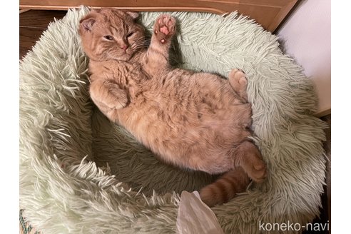 販売中の岐阜県のスコティッシュフォールド(折れ耳)-110113の2枚目