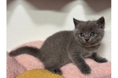 販売中の神奈川県のブリティッシュショートヘア-118206の6枚目