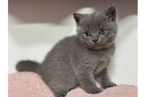 販売中の神奈川県のブリティッシュショートヘア-118206の4枚目