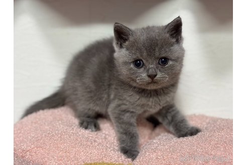 販売中の神奈川県のブリティッシュショートヘア-118207の11枚目