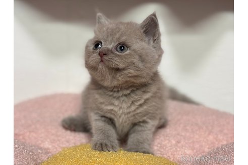販売中の神奈川県のブリティッシュショートヘア-118208の10枚目