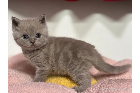 販売中の神奈川県のブリティッシュショートヘア-118208の7枚目