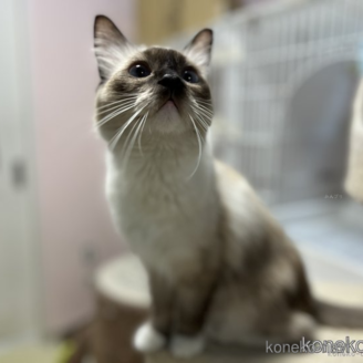 ポルテちゃん1枚目
