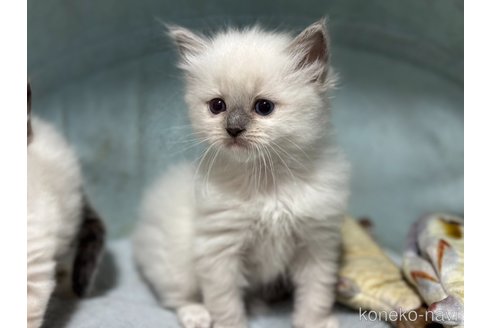 販売中の神奈川県のラグドール-118210の6枚目