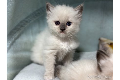販売中の神奈川県のラグドール-118210の5枚目