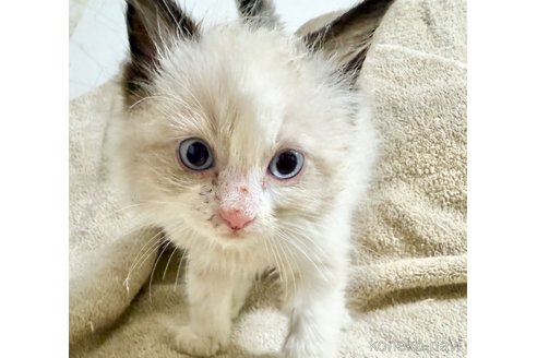 販売中の東京都のラグドール-118214の1枚目