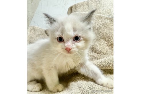 販売中の東京都のラグドール-118215の2枚目