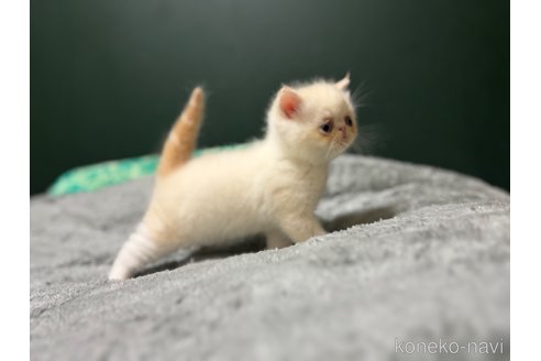 商談中の北海道のエキゾチックショートヘア-117169の7枚目