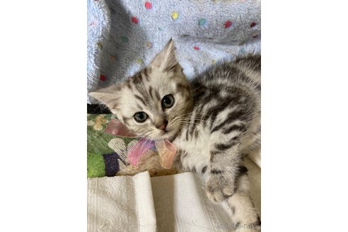 販売中の神奈川県のマンチカン-117296の12枚目
