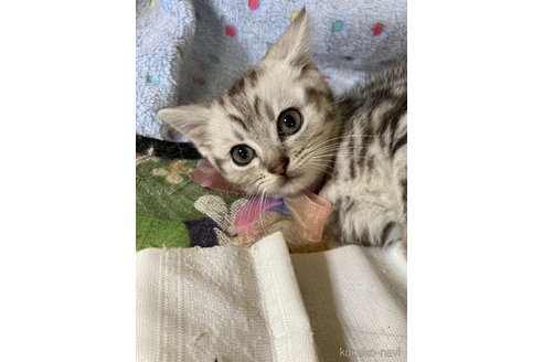 販売中の神奈川県のマンチカン-117296の9枚目