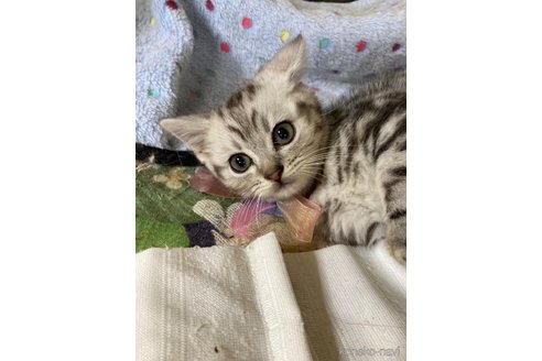 販売中の神奈川県のマンチカン-117296の11枚目