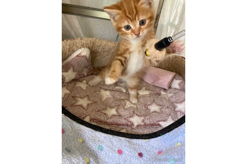 販売中の神奈川県のマンチカン-118218の12枚目