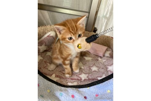 販売中の神奈川県のマンチカン-118218の14枚目