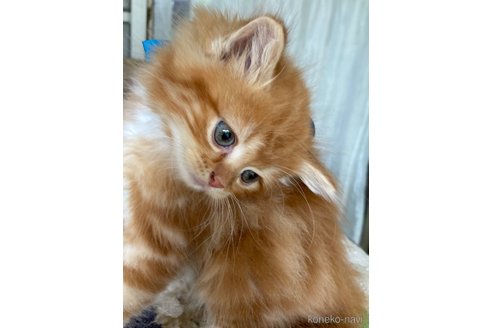 販売中の神奈川県のマンチカン-118219の14枚目