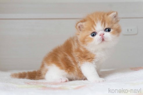 販売中の東京都のエキゾチックショートヘア-118222の10枚目