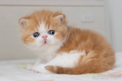 販売中の東京都のエキゾチックショートヘア-118222の8枚目