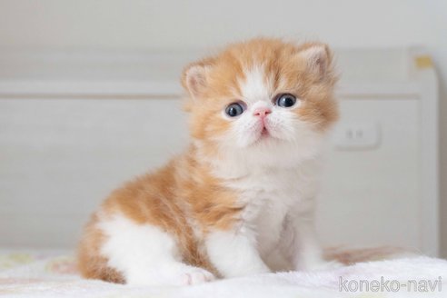 販売中の東京都のエキゾチックショートヘア-118222の9枚目