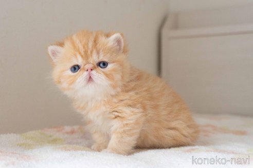 商談中の東京都のエキゾチックショートヘア-118223の4枚目