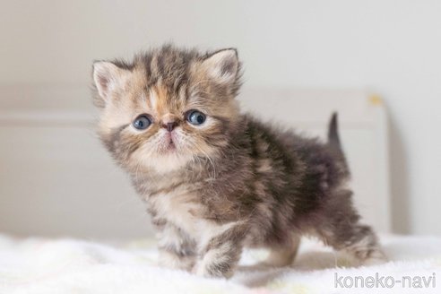 販売中の東京都のエキゾチックショートヘア-118224の10枚目