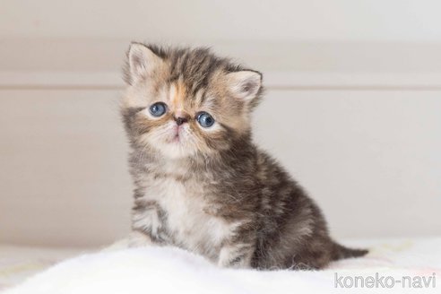 販売中の東京都のエキゾチックショートヘア-118224の9枚目