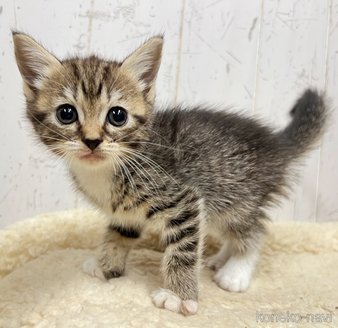 販売中の千葉県のミヌエット-118229の3枚目