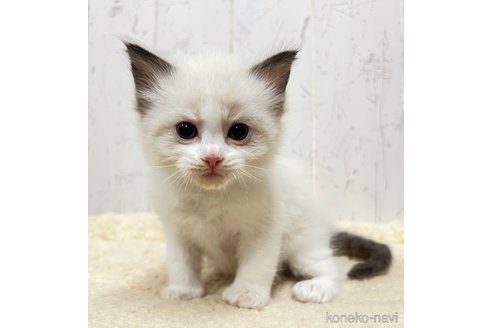 販売中の千葉県のラグドール-118230の5枚目
