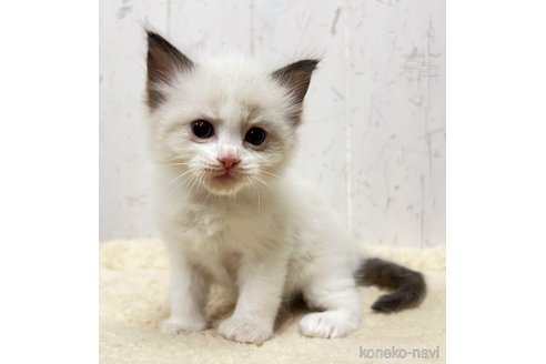 販売中の千葉県のラグドール-118230の4枚目