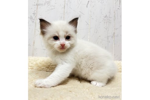 販売中の千葉県のラグドール-118230の2枚目