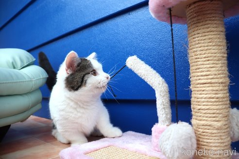 販売中の大阪府のマンチカン(短足)-109273の7枚目