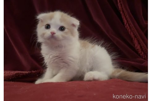 商談中の埼玉県のスコティッシュフォールド-116556の1枚目