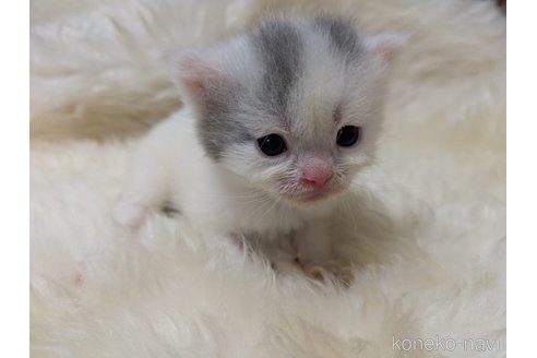 販売中の大阪府のミヌエット-118234の3枚目