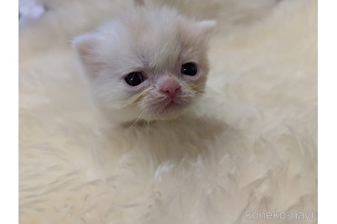 販売中の大阪府のミヌエット-118235の2枚目