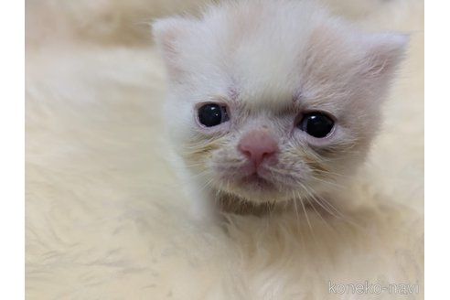 販売中の大阪府のミヌエット-118235の3枚目