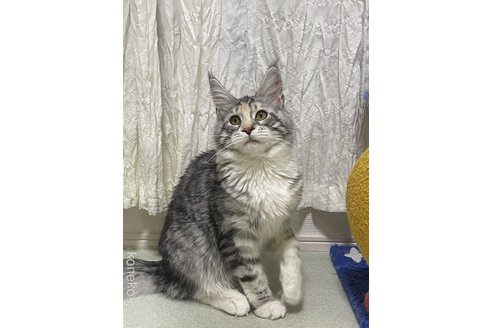 成約済の埼玉県のメインクーン-109847の1枚目